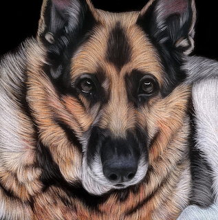 Close-up portrait of a German Shepherd dog facing forward against a black background