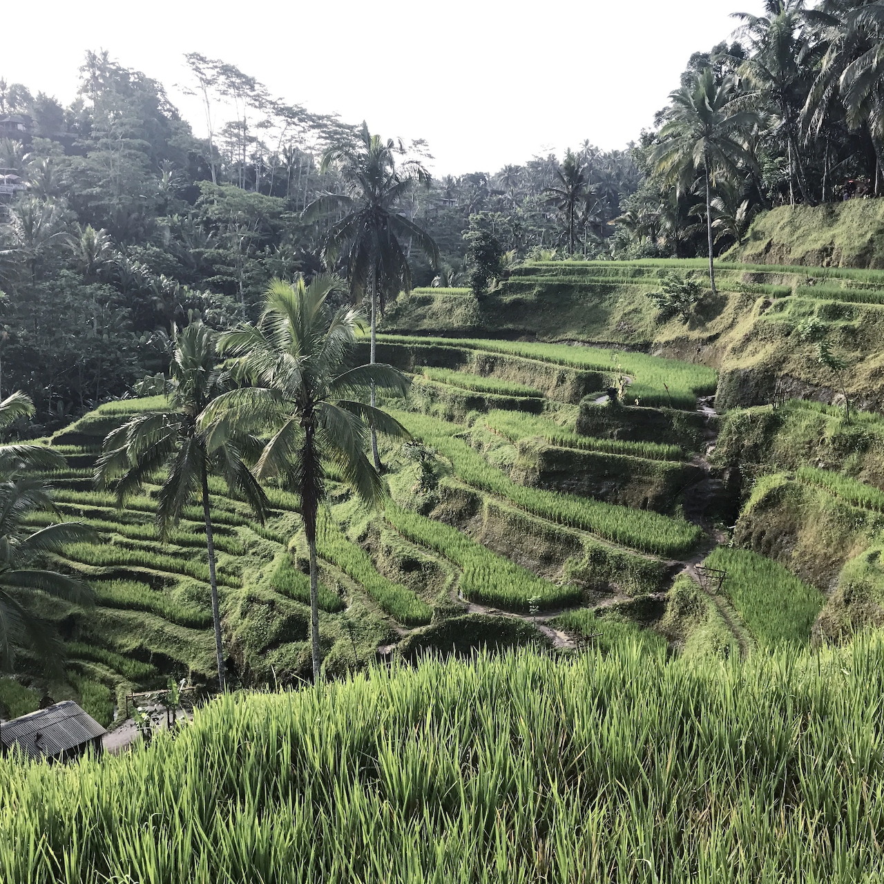 Rice Terraces Bali