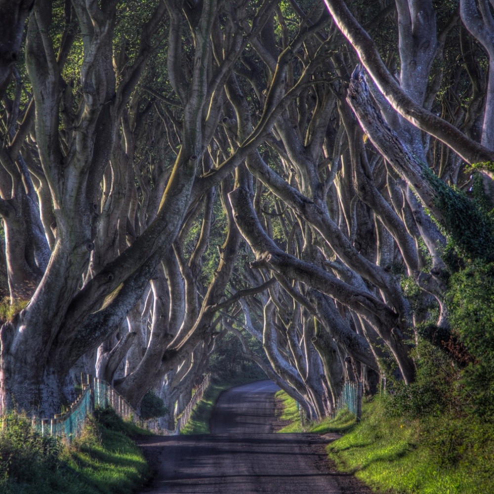 A quiet road beneath arching twisted trees at The Dark Hedges, Northern Ireland