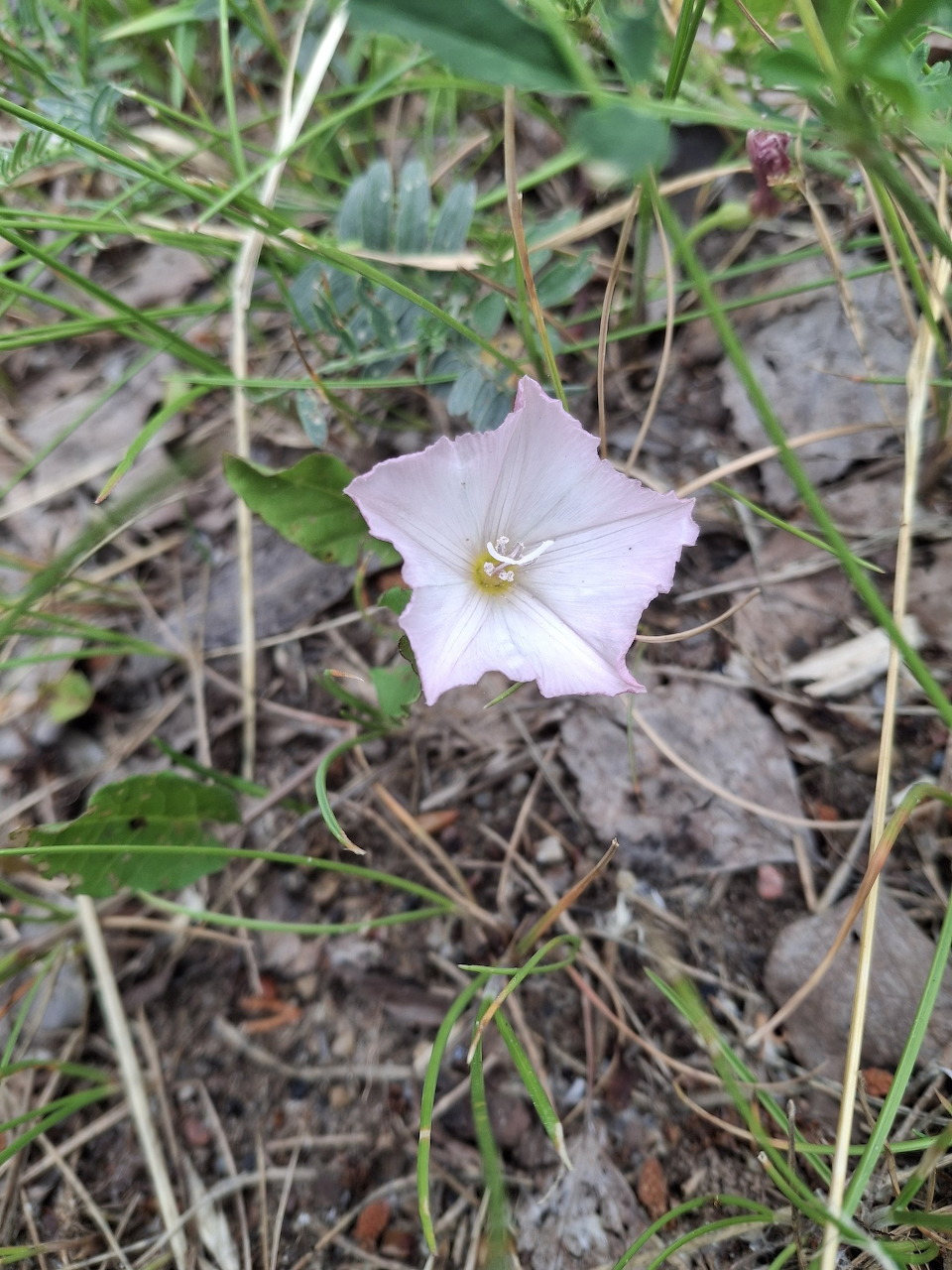 Pale pink field bindweed flower among grass and dry leaves