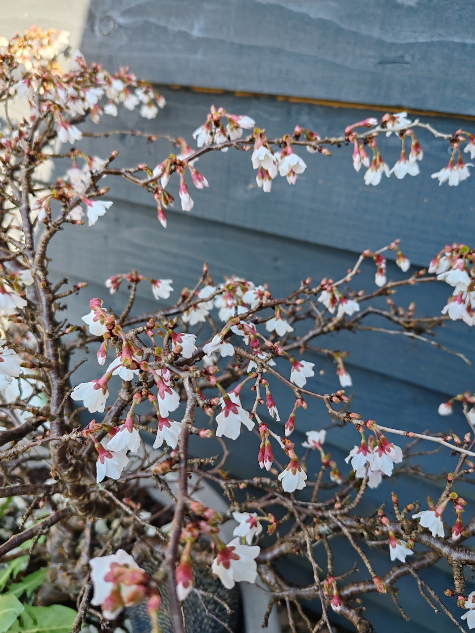 Miniature cherry blossom bonsai tree with pink flowers against blue wood background
