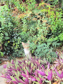 Cat with green eyes sitting in lush garden surrounded by purple flowers and green plants