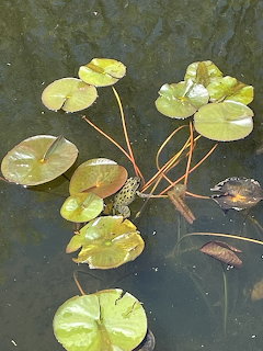Frog sitting among lily pads on dark water surface
