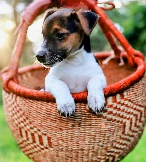 Jack Russell puppy with white and tan coat sitting in wicker basket outdoors