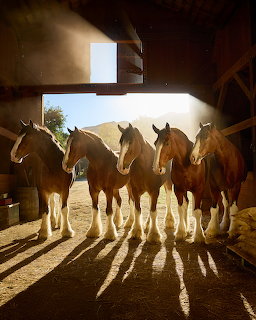 Clydesdale Horses in Barn