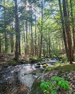 A small brook running through a sunlit forest with tall trees, mossy rocks, and green foliage