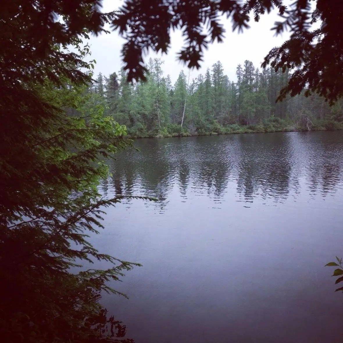Quiet forest lake with tree reflections and dark branches framing the water