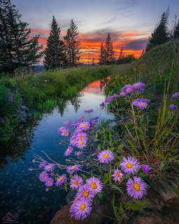 Purple aster wildflowers along a calm creek reflecting a vibrant red-orange sunset with pine trees in the background.