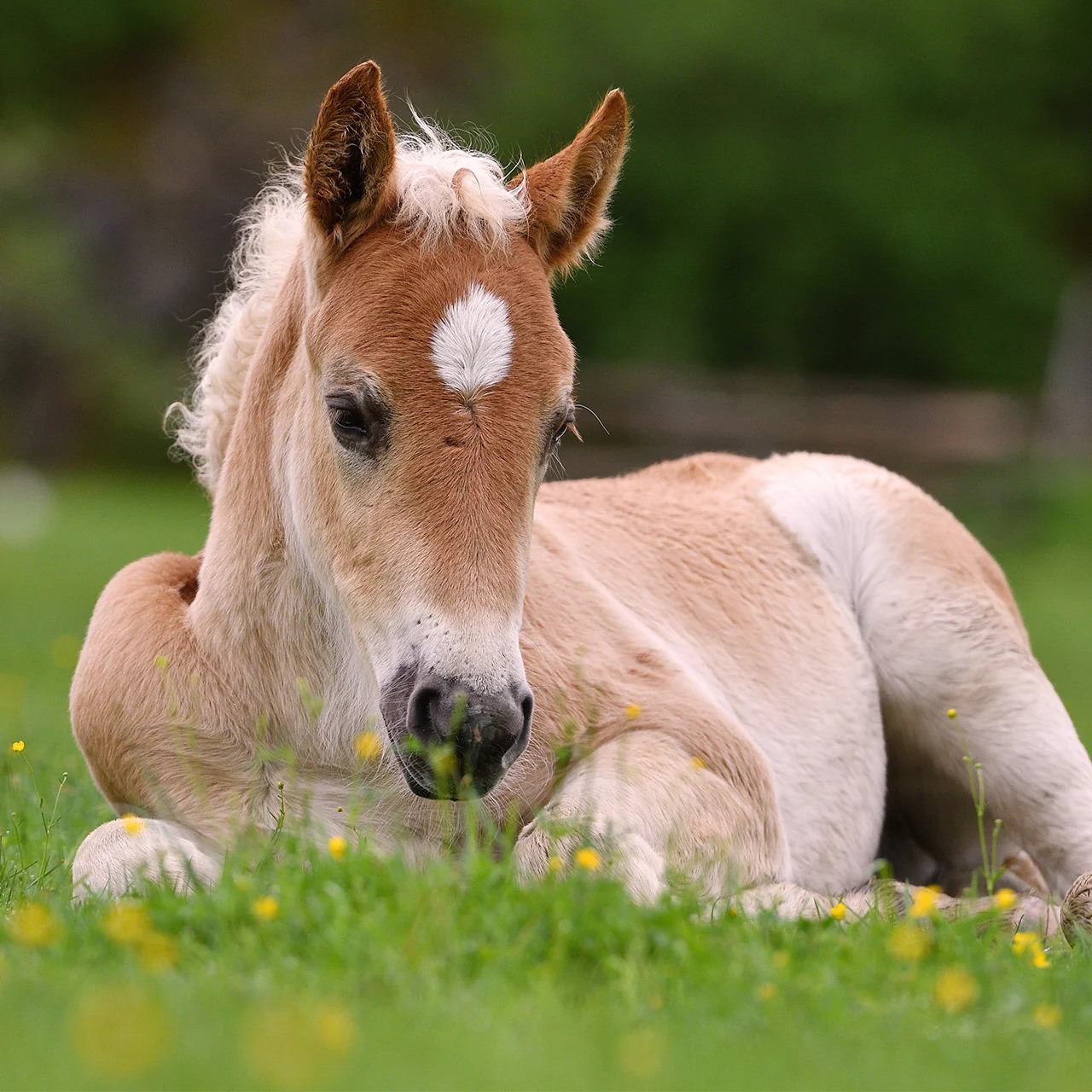 Light brown horse foal resting in green grass with small yellow flowers