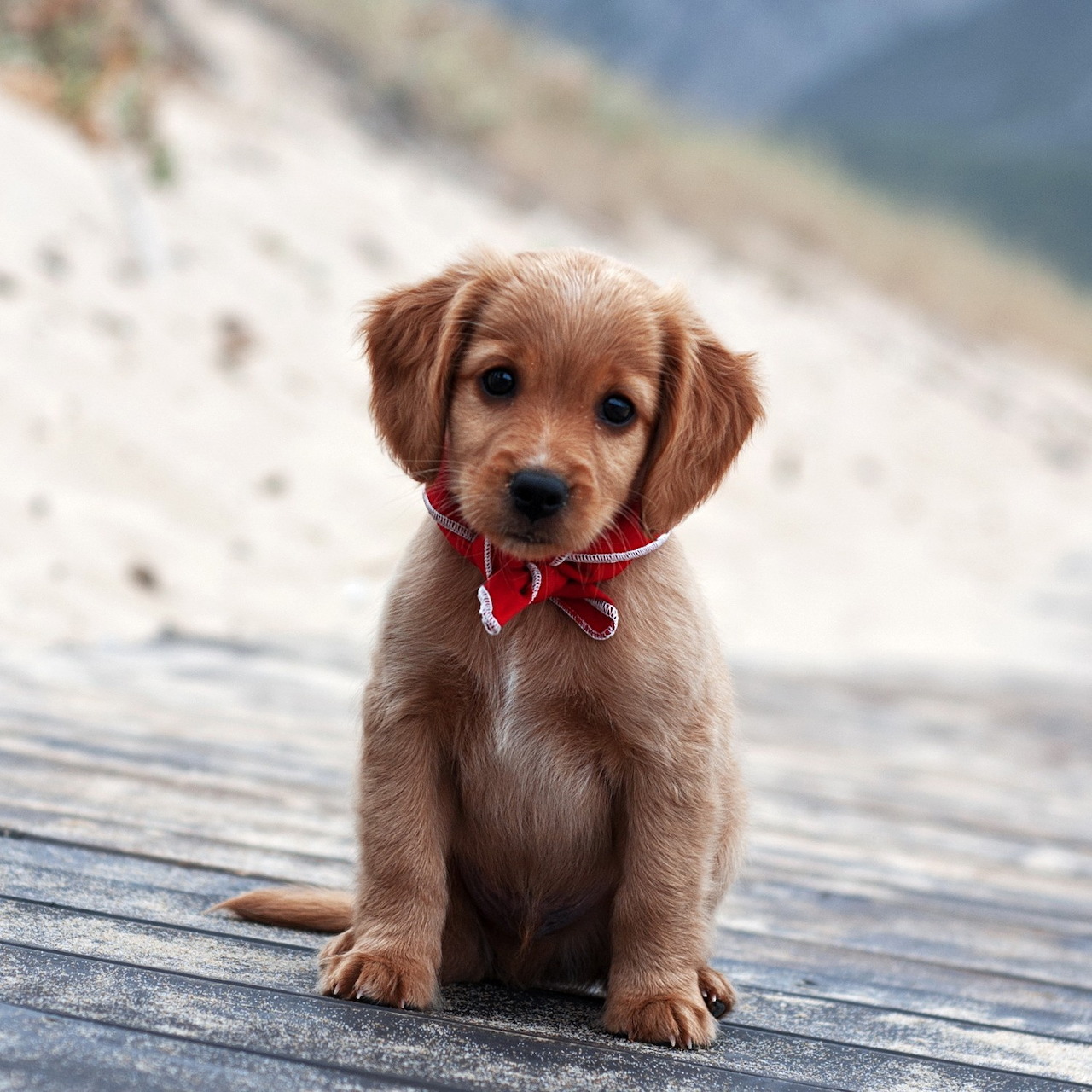 Golden-brown puppy with red bow tie sitting on wooden deck near beach