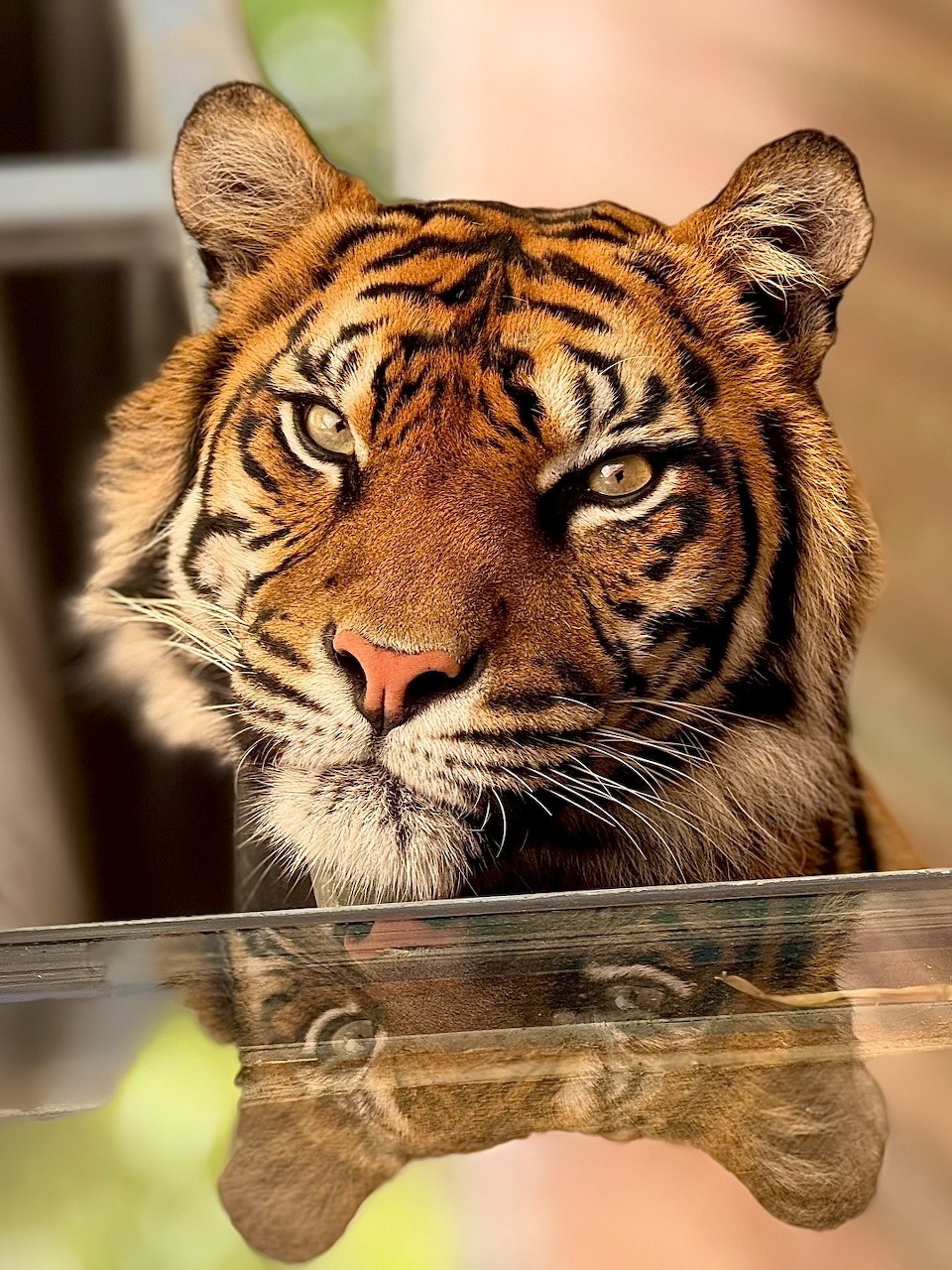 Close-up of a tiger's face resting on a reflective surface with its reflection visible below
