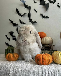Lop-eared rabbit surrounded by mini pumpkins with black paper bat cutouts on the wall