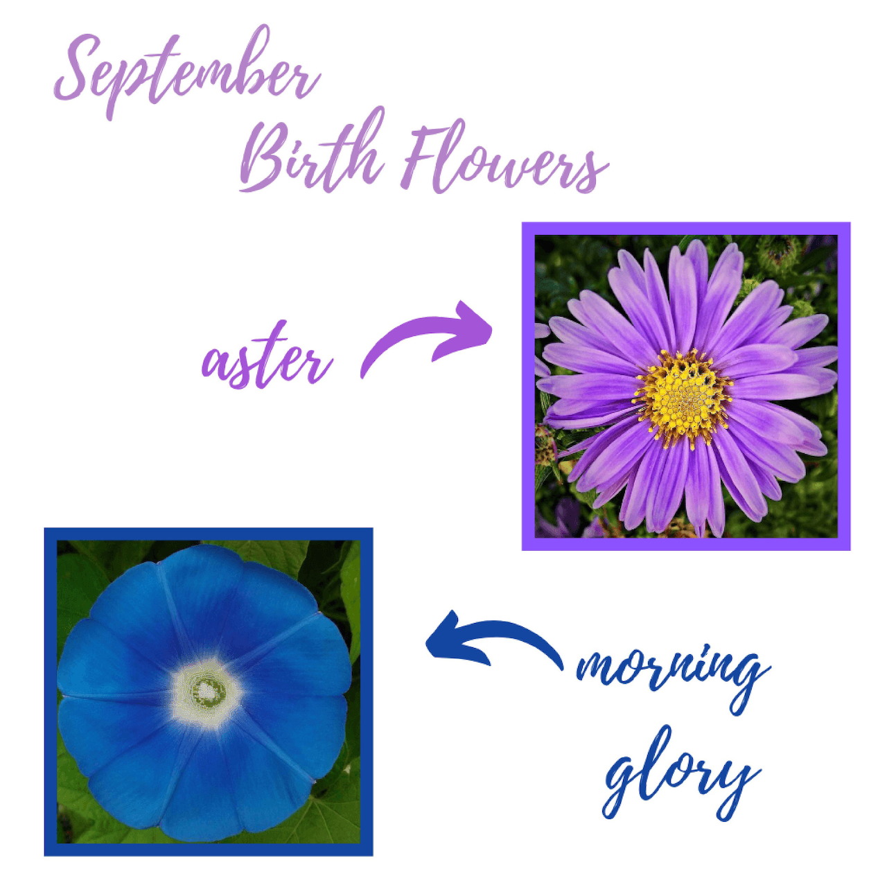 September Birth Flowers