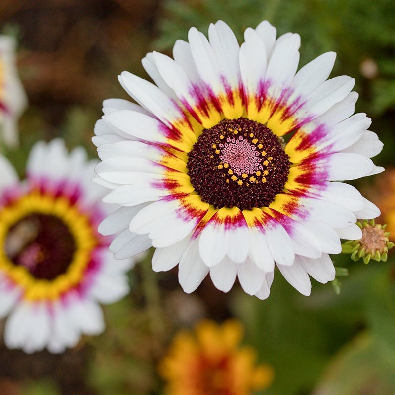 White Daisy Colorful Center