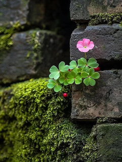 Pink Flower on Mosy Wall