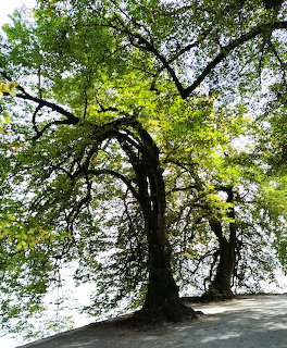 Tree-lined walking path with lush green foliage on Mainau Island