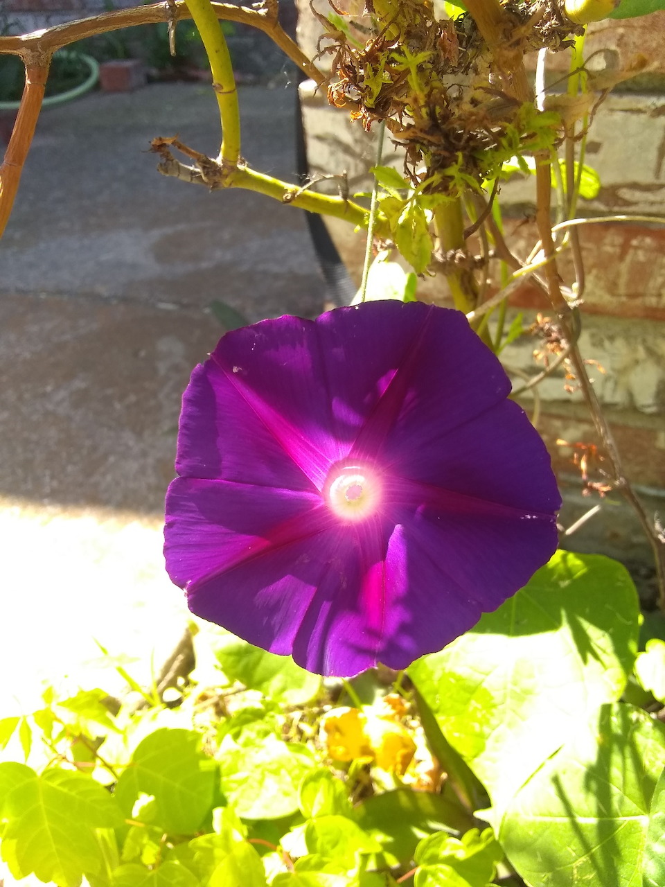 Purple morning glory flower with green foliage