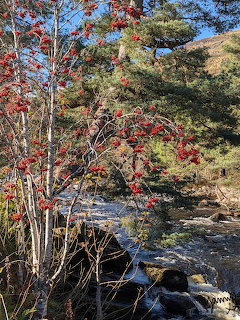 Autumn Red Beries by Stream