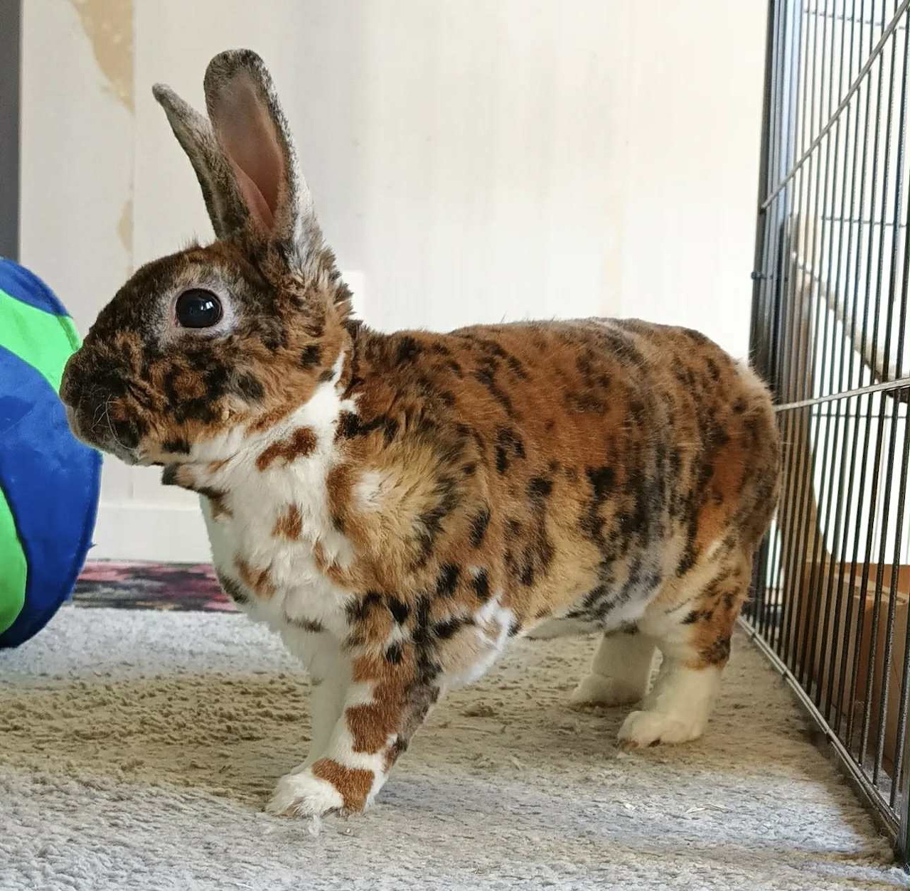 Brown and white spotted bunny standing on a carpet next to a wire cage indoors