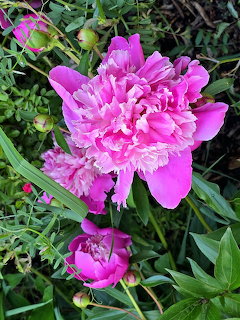 Pink Peony in Bloom