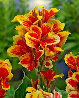 Bright red and yellow Canna Reine Charlotte flowers with variegated petals and green foliage