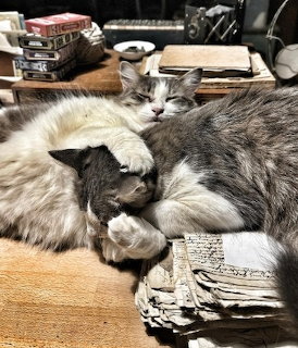 Two grey cats snuggling together on a desk with books and papers in the background