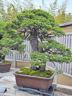 Bonsai Tree