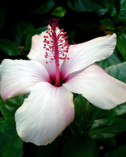 White hibiscus flower with pink gradient center and red stamen on green background