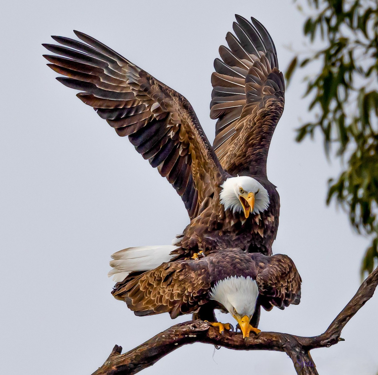 Two bald eagles on a branch, one with wings spread, engaged in mating behavior