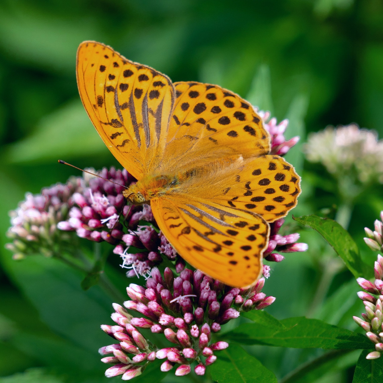 Orange silver-washed fritillary butterfly perched on pink flower clusters with green leaves behind