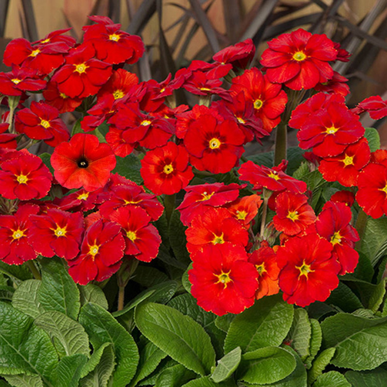 Cluster of bright red primrose flowers with yellow centers and green leaves
