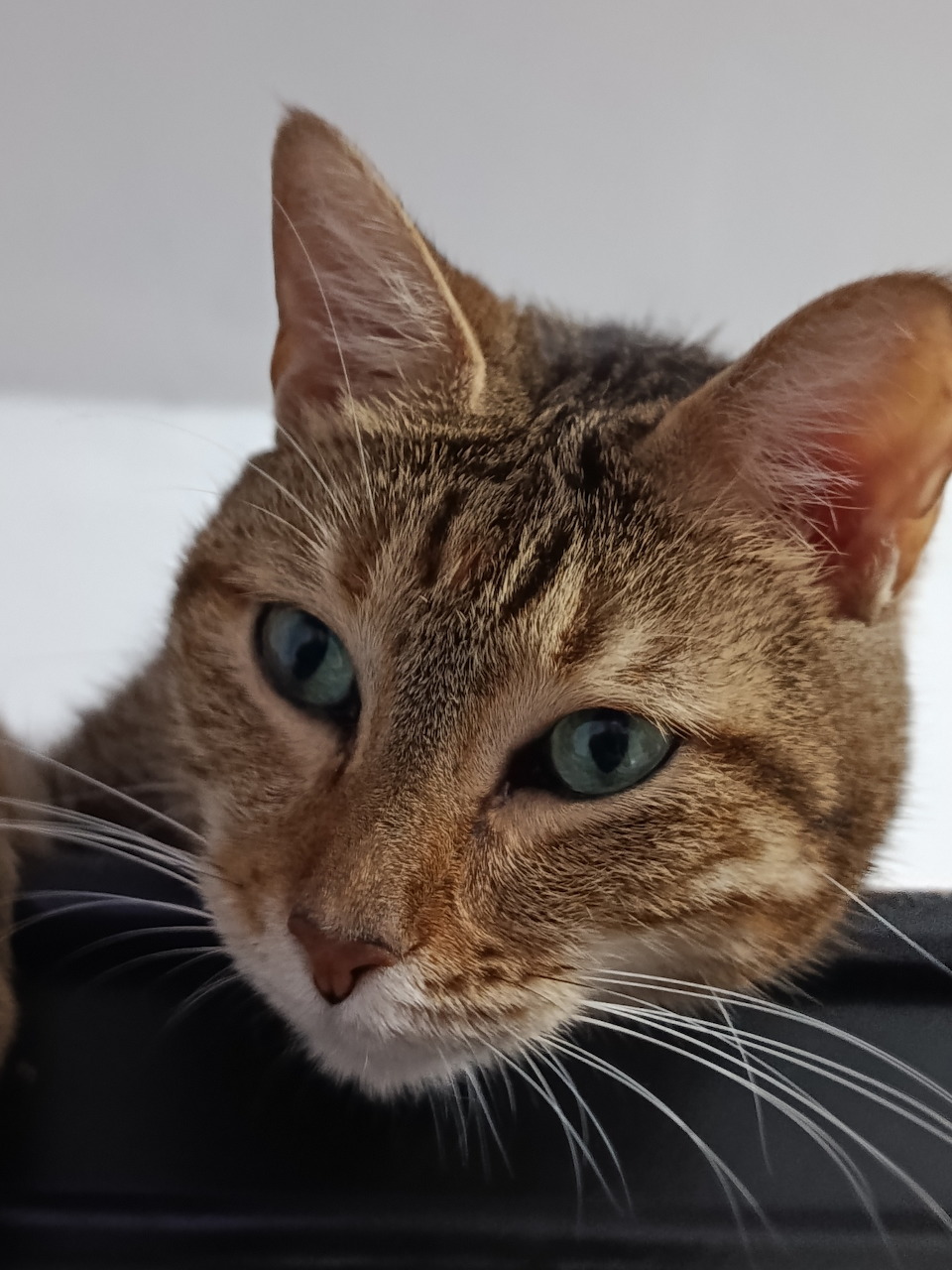 Close-up of a tabby cat with blue-green eyes and brown striped fur looking at camera
