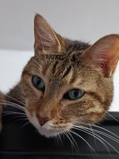 Tabby Cat Portrait