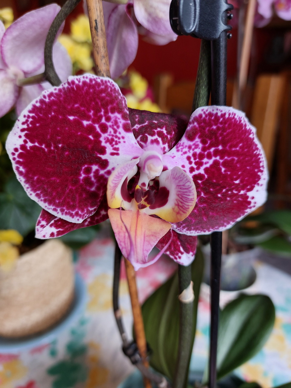 Spotted Orchid Bloom