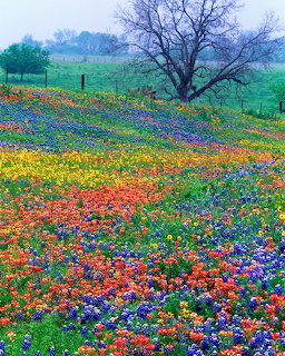 Colorful wildflower field with bluebonnets and paintbrush flowers on a foggy morning with bare tree