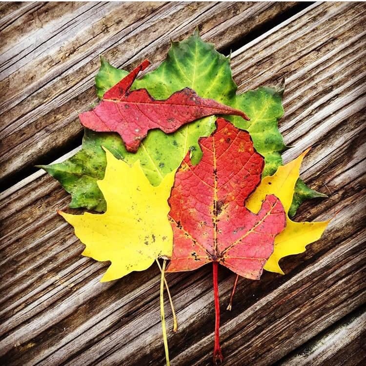 Red, yellow, and green autumn maple leaves on weathered wooden surface