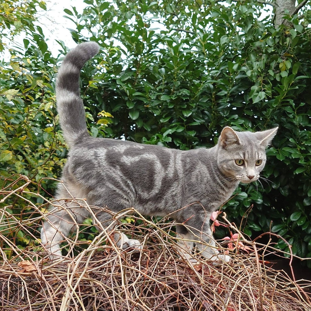 Gray tabby kitten walking through dry grass in front of green bushes