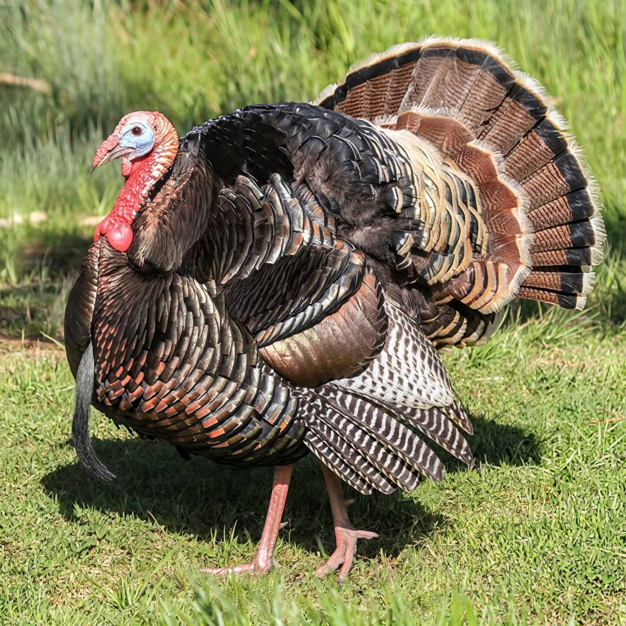 Male turkey standing on grass with tail feathers fully fanned