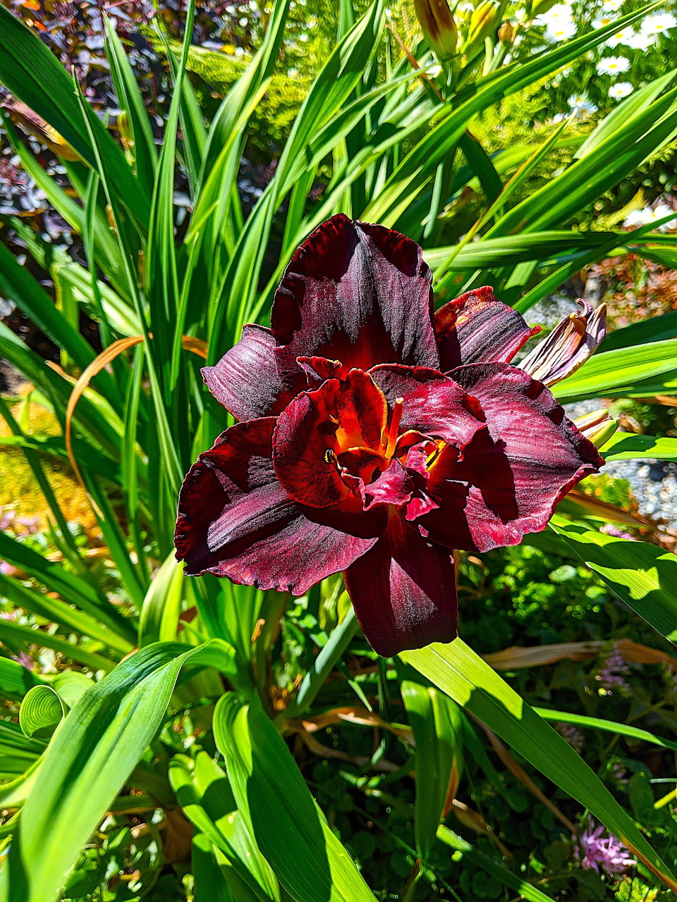 Close-up of dark burgundy daylily flower with bright orange center among green leaves