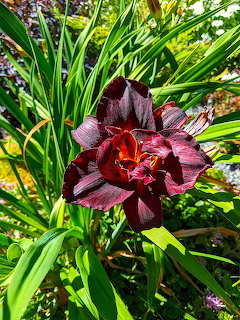 Burgundy Daylily Close-Up