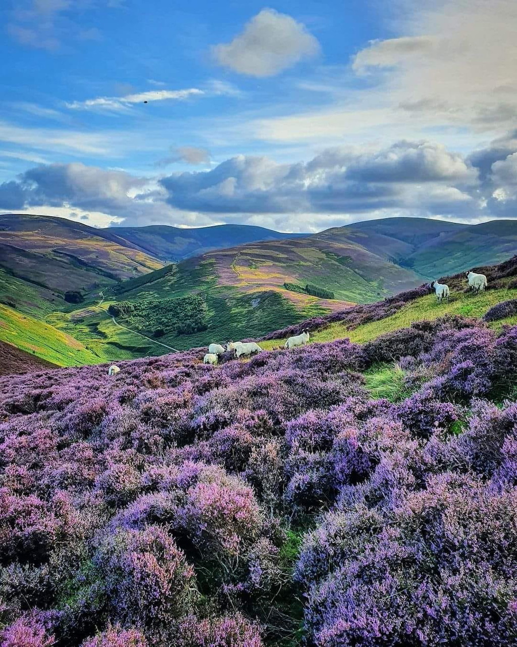 Scottish Highlands Heather