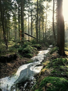 Forest Stream Sunlight