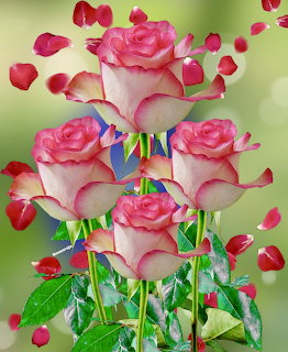 Pink Roses with Petals