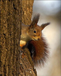 Red squirrel peeking from behind a tree trunk with fluffy tail visible