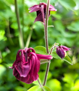Red Columbine Flowers