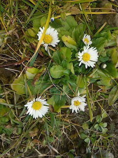 White daisies with yellow centers among green leaves and dry grass