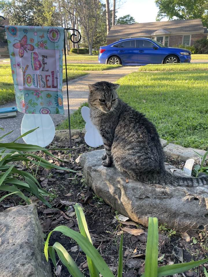 Tabby cat sitting on driftwood in a residential front yard