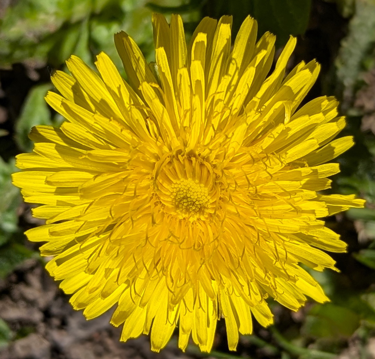 Close-up of a bright yellow dandelion flower in bloom