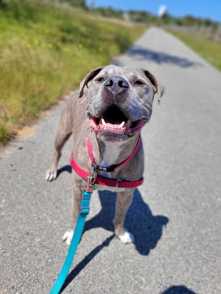 Happy gray pit bull mix with pink harness and teal leash standing on a sunny paved path