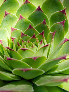 Close-up of a green succulent rosette with pink-tipped leaves